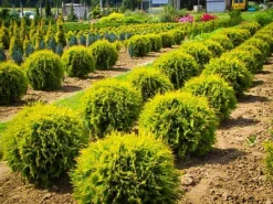 Golden Globe Arborvitae