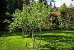 Gravenstein Apple Tree