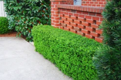 Green Beauty Boxwood