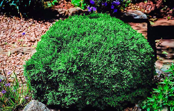 Green Globe Lawson Cypress - Image 2