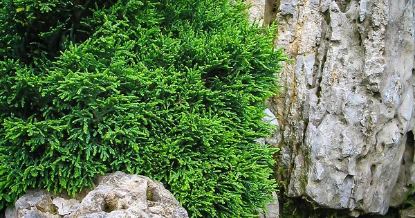 Green Globe Lawson Cypress - Image 3