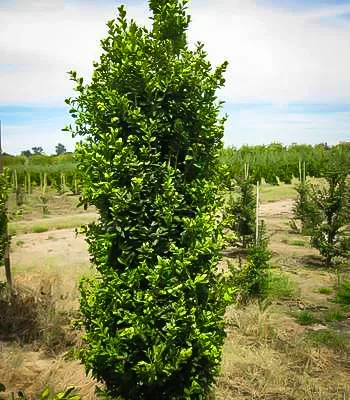 Green Pillar Boxwood