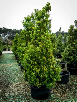 Acadiana™ Red Holly