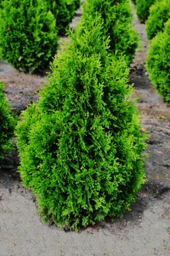 Holmstrup Arborvitae