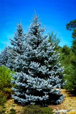 Hoopsii Blue Spruce