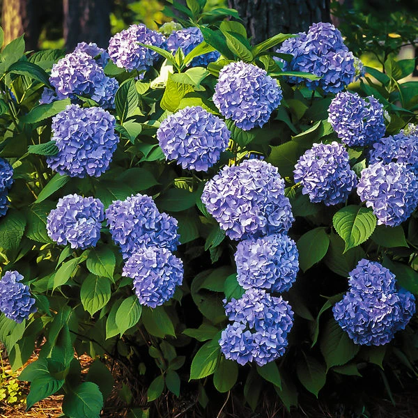 All Summer Beauty Hydrangea