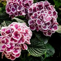 Cityline® Mars Hydrangea