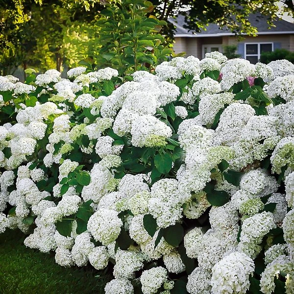 Incrediball® Hydrangea - Image 3