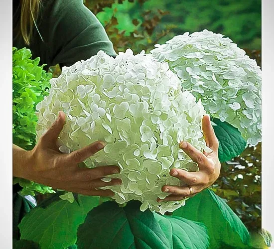 Incrediball® Hydrangea - Image 2