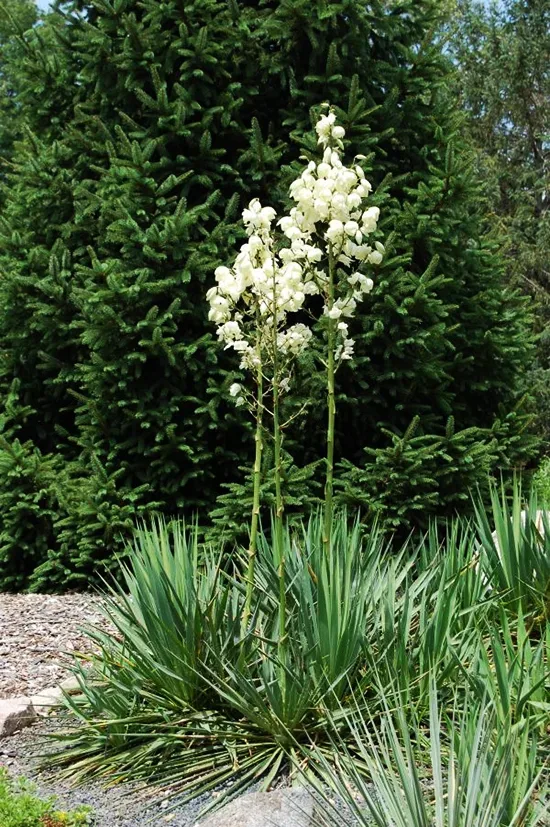 Ivory Tower Yucca