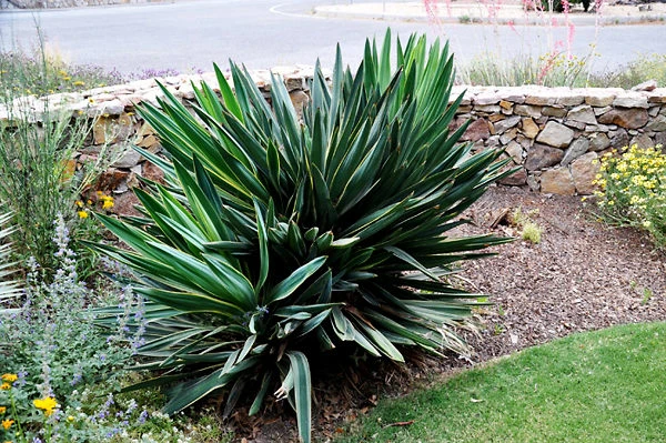 Ivory Tower Yucca - Image 2