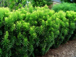 Japanese Plum Yew