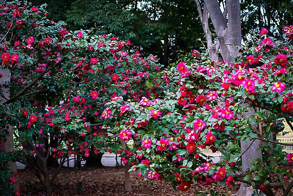 Kanjiro Camellia - Image 3