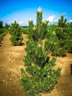 Kotobuki Japanese Black Pine