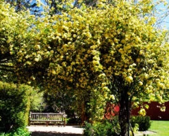 Lady Banks Climbing Rose
