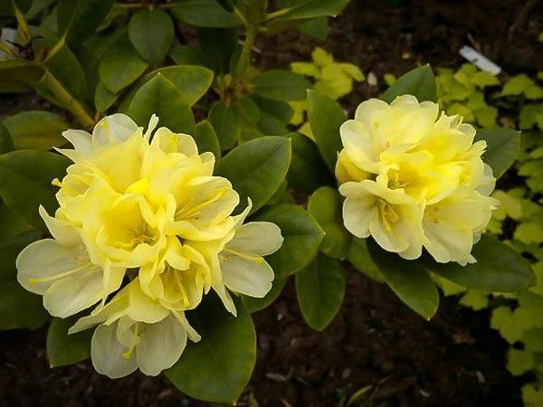 Lemon Dream Rhododendron - Image 2