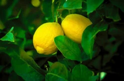 Lisbon Lemon Tree