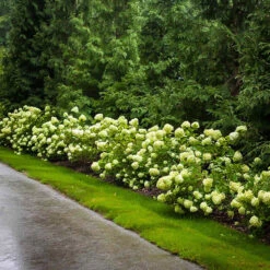Little Lime® Hydrangea