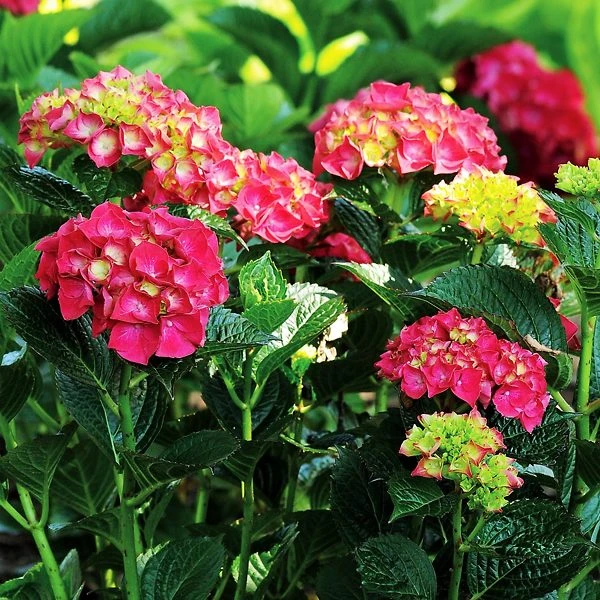 Magical Ruby Red Hydrangea - Image 2