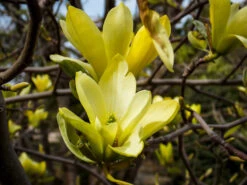 Butterflies Magnolia