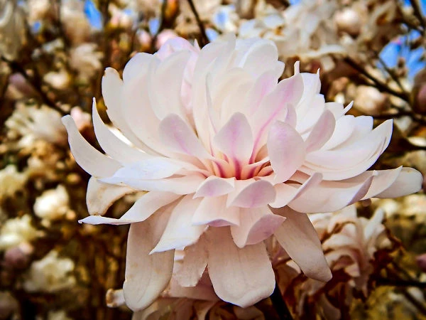 Centennial Blush Magnolia - Image 2