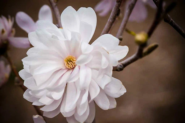 Centennial Blush Magnolia - Image 4