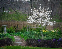Centennial Blush Magnolia