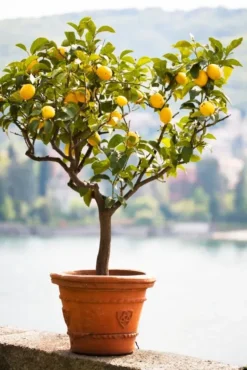 Meyer Lemon Tree