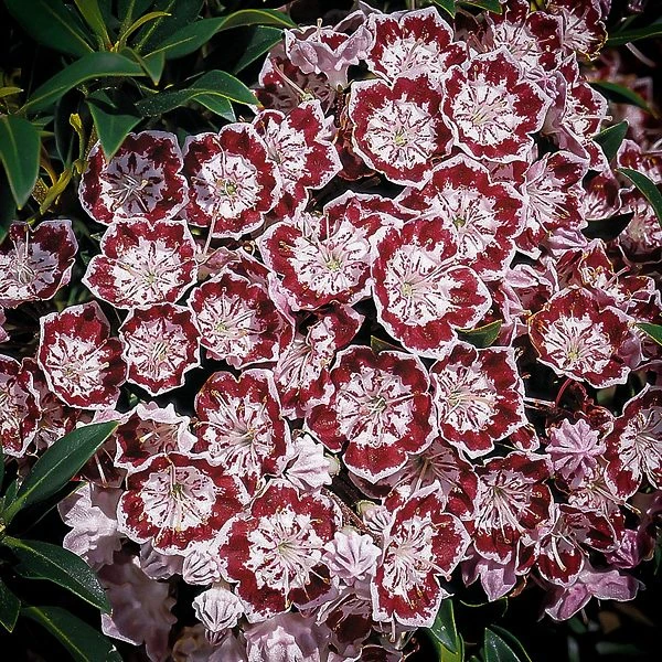 Minuet Mountain Laurel - Image 3