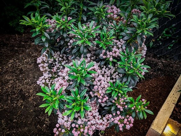 Minuet Mountain Laurel - Image 4