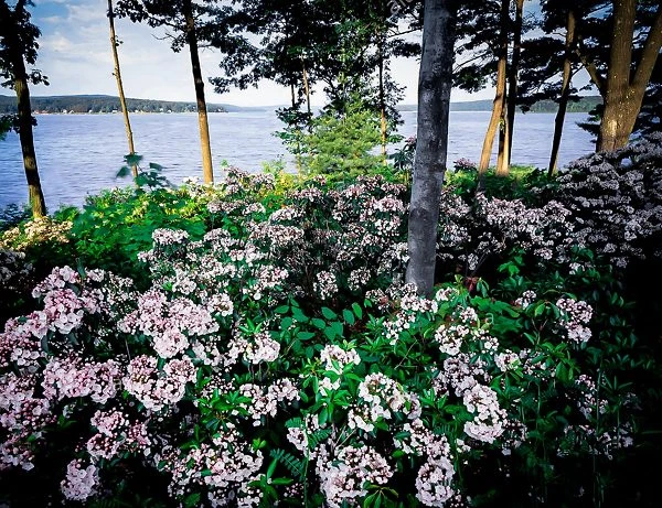 Minuet Mountain Laurel - Image 2