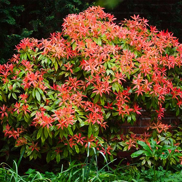 Mountain Fire Pieris