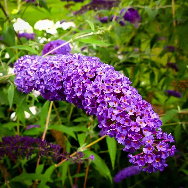 Nanho Blue Butterfly Bush - Image 4