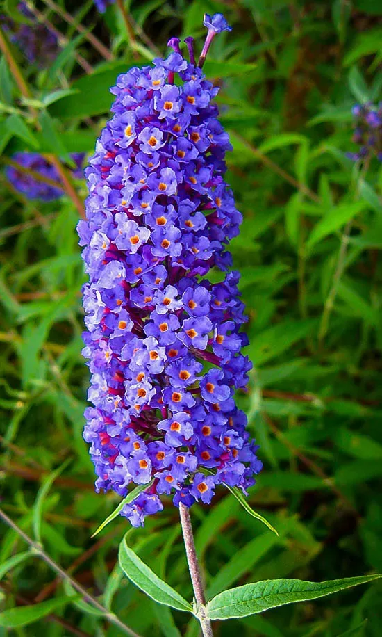 Nanho Blue Butterfly Bush - Image 2