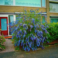 Nanho Blue Butterfly Bush