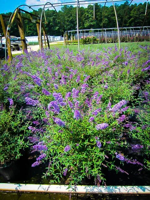 Nanho Blue Butterfly Bush - Image 3