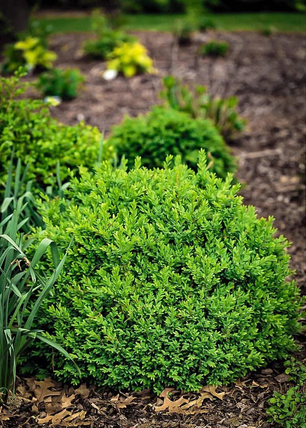 North Star® Boxwood - Image 3