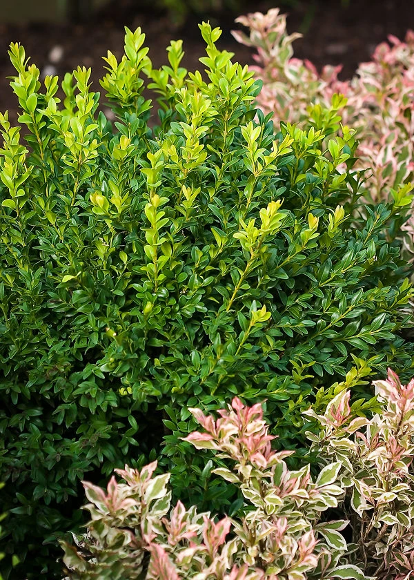 North Star® Boxwood - Image 2