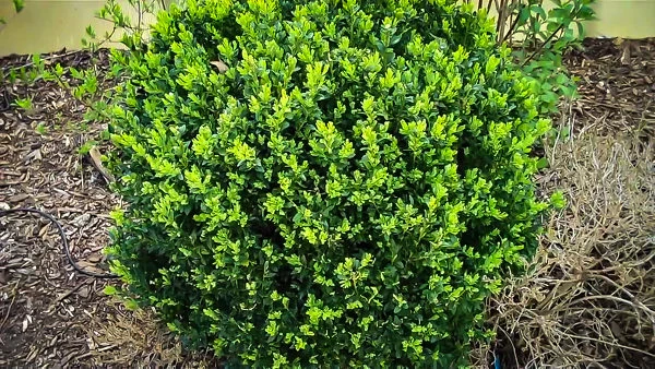 North Star® Boxwood