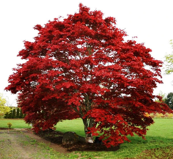 Oshio Beni Japanese Maple - Image 2