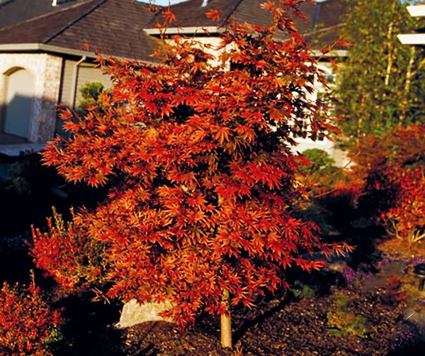 Oshio Beni Japanese Maple - Image 3
