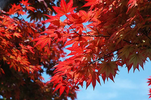 Oshio Beni Japanese Maple