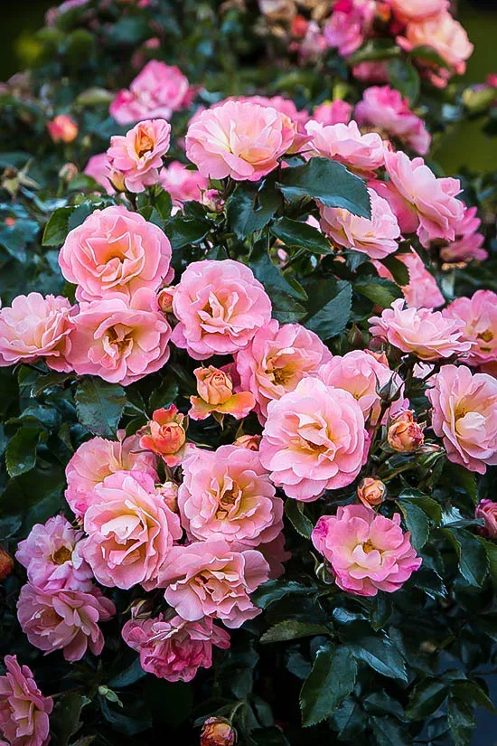 Peach Drift® Rose - Image 2