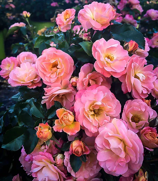 Peach Drift® Rose - Image 3