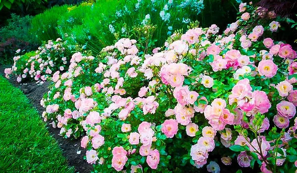 Peach Drift® Rose