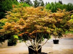 Peaches And Cream Japanese Maple