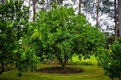 Persian Lime Tree