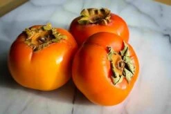 American Persimmon Tree