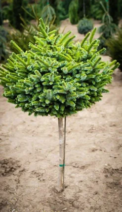 Pimoko Spruce Tree Form