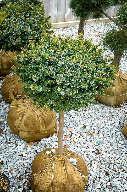 Pimoko Spruce Tree Form - Image 2